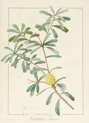 Banksia Marcescens, 1813 (wc og kroppsfarge over grafitt på vellum)