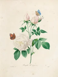 Bengal Thé Hyménée, gravert av Victor, fra 'Choice of the Most Beautiful Flowers and the Most Beautiful Fruits', Vol. I, 1827-33
