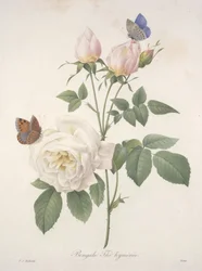 Bengalsk te, fra Utvalg av de vakreste blomstene og fruktene, 1827