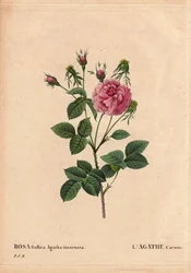 Botanisk bord, blomst, rosesort: Agathe carnee (Rosa gallica agatha incarnata). Ukjent opprinnelse, hybrid arter av Rose Gallica Damask. I "" The Roses", bind 2 av Pierre Joseph Redoute (1759-1840)