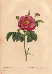 Botanisk bord, blomst, rosesort: Provinrose med marmorerte blomster (Rosa gallica flore marmoreo). Ukjent opprinnelse. I "" Les Roses", bind 2 av Pierre Joseph Redoute (1759-1840)