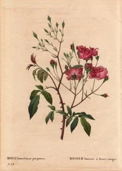 Botanisk bord, blomst, rosevariant: Rosa hasselnøtt med røde blomster (Rosa noisettiana purpurea), hentet fra frøene til rosehasselnøttvarianten i 1822 i hagen til Monsieur Ternaux. I "" Les Roses", bind 2 av Pierre Joseph Redoute (1759-184