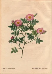 Botanisk bord, blomst, rosesort: buskrose (Rosa dumetorum). Fra familien av hunderoser fra Europa og Asia, oppdaget før 1821. I "" Les Roses", bind 2 av Pierre Joseph Redoute (1759-1840)