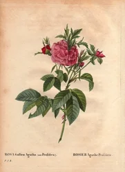 Botanisk bord, blomst, rosesort: Rose Agathe Prolifere (Rosa Gallica Agatha Prolifera). I "" Les Roses", bind 2 av Pierre Joseph Redoute (1759-1840)