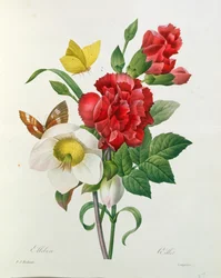 Julerose, Helleborus niger og rød nellik med sommerfugler, fra 