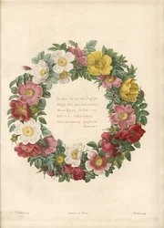 Krone av roser med et gresk motto - Eau forte av Charlin, etter en illustrasjon av Pierre Joseph Redoute (1759-1840), fra Les Roses