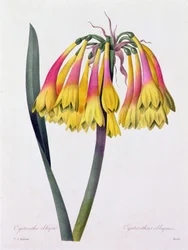 Cyrtanthus Obliquus (farget gravering)