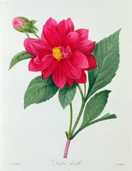 Dahlia Double (farget gravering)