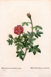 Fra den rosa pilen, Rosa centifolia var. muscosa, La Mousseuse de la Fleche. Håndfarget prikkete kobberstikk fra Pierre Joseph Redoutes ""Les Roses,"" Paris