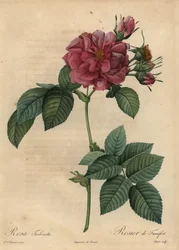 Støvet rosa rose, Rosa turbinata