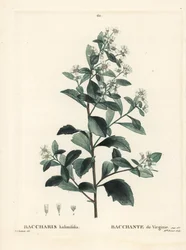 Østlig baccharis, jordselbusk, havmyrt eller saltbusk, Baccharis halimifolia. Håndfarget stiplegravering av frøken Brenet etter en illustrasjon av Pierre-Joseph Redoute fra Henri Louis Duhamel du Moncels Treat des Arbres et Shrustes, Paris