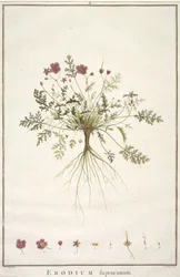 Erodius supracanum, fra Geraniologi, eller fra historien til Erodii, Pelargonii, Monsonia og Grieli, illustrert med ikoner, 1787-88 (håndfarget gravering)