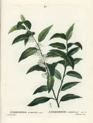 Fetterbush, Andromeda acuminata. Håndfarget prikkegravering av frøken Brenet etter en illustrasjon av Pierre-Joseph Redoute fra Henri Louis Duhamel du Moncels Treat des Arbres et Shrustes, Paris