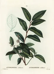 Fetterbush, Andromeda axillaris. Håndfarget stiplegravering av Moret etter en illustrasjon av Pierre-Joseph Redoute fra Henri Louis Duhamel du Moncels Treat des Arbres et Shrustes, Paris