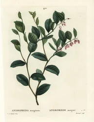 Fetterbush, Andromeda marginata. Håndfarget prikkegravering av J. Marchand etter en illustrasjon av Pierre-Joseph Redoute fra Henri Louis Duhamel du Moncels Treat des Arbres et Shrustes, Paris