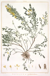 Genista pedunculata, fra Stripes Nova or Less Known, 1784 (håndfarget gravering)