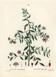 Gojibær eller kinesisk ulvebær, Lycium barbarum (Lycium lanceolatum). Håndfarget stiplegravering av Du Ruisseau etter en illustrasjon av Pierre-Joseph Redoute fra Henri Louis Duhamel du Moncels Treat des Arbres et Shrustes, Paris