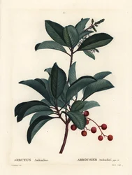 Gresk jordbærtre, Arbutus andrachne. Håndfarget stiplegravering av Moret etter en illustrasjon av Pierre-Joseph Redoute fra Henri Louis Duhamel du Moncels Treat des Arbres et Shrustes, Paris