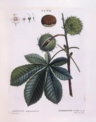 Hestekastanje eller Conker-tre (Aesculus hippocastanum), Henry Louis Duhamel du Monceau, botanisk plate av Pierre Joseph Redouté