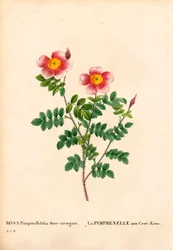 Hundred-Crowns Burnet rose, Rosa pimpinellifolia variant, La Pimprenelle aux Cent-Ecus. Håndfarget prikkete kobberstikk fra Pierre Joseph Redoutes "" Les Roses,"" Paris