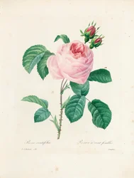 Hundred-Leaved Rose, gravert av Langlois, fra 