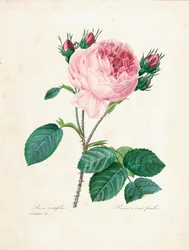 Hundred-Leaved Rose, fra "Velge de vakreste blomstene og de vakreste fruktene", Vol. I, 1827-33