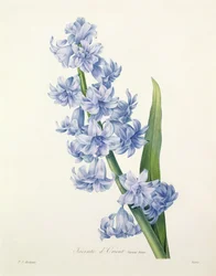 Hyacinthus orientalis (vanlig hyasint), gravert av Victor, fra 