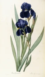 Iris tysk