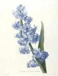 Orientalsk hyasint, blå variant, fra Choice Of The Most Beautiful Flowers and Most Beautiful Fruits, 1827 (håndfarget stiplet gravering)
