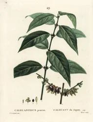 Japansk allehånde, Chimonanthus praecox (Calycanthus praecox). Håndfarget stiplegravering av Moret etter en illustrasjon av Pierre-Joseph Redoute fra Henri Louis Duhamel du Moncels Treat des Arbres et Shrustes, Paris