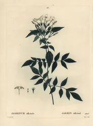 Jasmine, Jasminum officinale. Håndfarget stiplegravering av Moret etter en illustrasjon av Pierre-Joseph Redoute fra Henri Louis Duhamel du Moncels Treat des Arbres et Shrustes, Paris