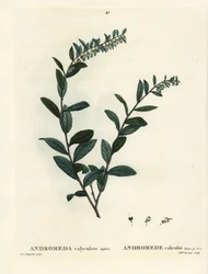 Lærblad, Chamaedaphne calyculata (Andromeda calyculata). Håndfarget stiplegravering av frøken Brenet etter en illustrasjon av Pierre-Joseph Redoute fra Henri Louis Duhamel du Moncels Treat of Trees et Shrustes, Paris