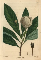 Loblolly bay, Gordonia lasyanthus (gravering)
