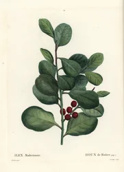 Madeira kristtorn, Ilex perado (Holly de Madere, Ilex maderiensis). Håndfarget stiplegravering av Casenave etter en illustrasjon av Pierre-Joseph Redoute fra Henri Louis Duhamel du Moncels Treat des Arbres et Shrustes, Paris