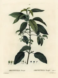 Maqui eller chilensk vinbær, Aristotelia chilensis (Aristotelia macqui). Håndfarget stiplegravering av Aimee etter en illustrasjon av Pierre-Joseph Redoute fra Henri Louis Duhamel du Moncels Treat des Arbres et Shrustes, Paris