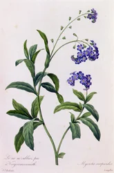 Myosotis Scorpiodes (farget gravering)