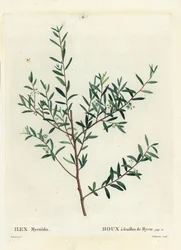 Myrtkristtorn eller myrtedahoon, Ilex myrtifolia. Håndfarget stiplegravering av Delaneaux etter en illustrasjon av Pierre-Joseph Redoute fra Henri Louis Duhamel du Moncels Treat des Arbres et Shrustes, Paris