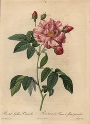 Rosa og hvit gallisk rose eller fransk rose, Rosa gallica