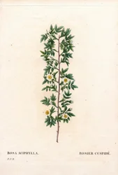 Rosa kuspidat, Rosa canina variant. Cuspid rose, Rosa aciphylla. Håndfarget prikkete kobberstikk fra Pierre Joseph Redoutes "" Les Roses,"" Paris