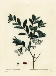 Pyreneene kaprifol, Lonicera pyrenaica. Håndfarget prikkegravering av Tessaert etter en illustrasjon av Pierre-Joseph Redoute fra Henri Louis Duhamel du Moncels Treat des Trees et Shrustes, Paris