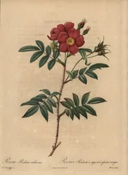Rød rose, Rosa