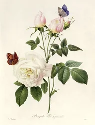 Rosa: Bengale the Hymenes, fra 