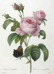 Rosa Centifolia, Rosier a cent-feuilles, fra Choice Of The Most Beautiful Flowers and Most Beautiful Fruits, 1827 (håndfarget stiplegravering)
