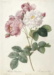 Rosa Damascena, Rosier de Cels, fra Les Roses, 1817-24 (håndfarget stiplegravering)