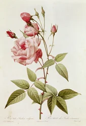 Rosa Indica Vulgaris, fra 