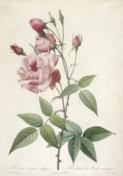 Rosa Indica vulgaris, vanlig indisk rose, fra Les Roses, 1817-24 (håndfarget stiplegravering)