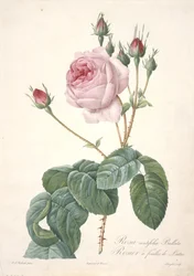 Rosa centifolia Bullata, rosebusk med salatblader, fra Les Roses, 1817-24