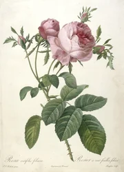 Rosa centifolia foliacea, Rosier a cent feuilles, foliace, fra Les Roses, 1817-24 (håndfarget stiplegravering)
