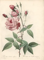 Rose Bengal Rose - Eau forte de Bessin, basert på en illustrasjon av Pierre Joseph Redoute (1759-1840), fra Les Roses