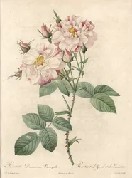 Damaskus rose, York og Lancaster variant - Etsning av Bessin, fra en illustrasjon av Pierre Joseph Redoute (1759-1840), fra Les Roses